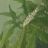 EliB