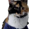 Cruzincat