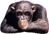 ThumbsUp-14_zps857688c7.gif~original