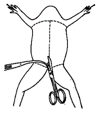 dissection-cut.gif